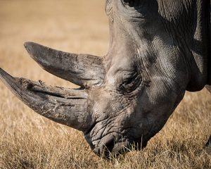 cape tours safari