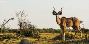 Botswana