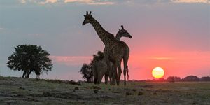 Botswana