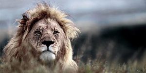 cape-safari