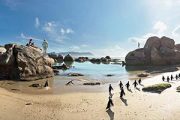 Boulders Beach Penguins