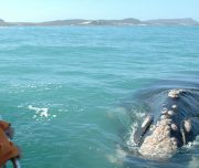 Hermanus whale