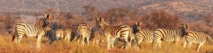 Namibia cover