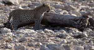 Namibia