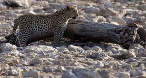 Namibia