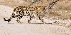 Namibia leopard