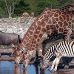 Namibia waterhole