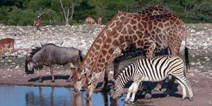 Namibia waterhole