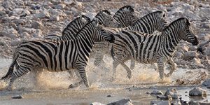 Namibia zebra