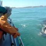 Overberg whale watching