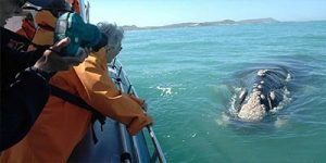 Overberg whale watching
