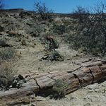 Petrified Forest