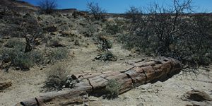 Petrified Forest