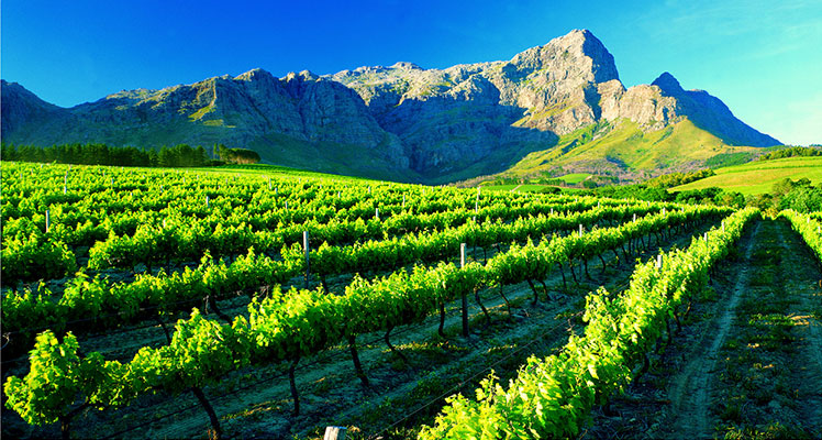 Cape Winelands