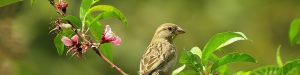 bird watching cover