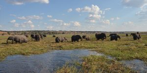 Botswana safari