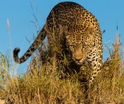 Mpumalanga safari