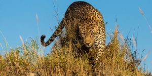 Mpumalanga safari