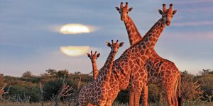 Namibia safari