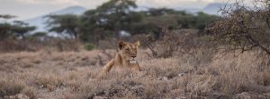 Safari Holiday