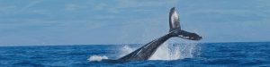 whale watching cover