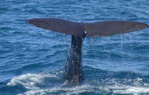 Whale watching