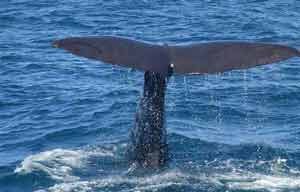 Whale Watching