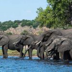 Botswana Elephant