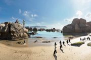 Boulders Beach Penguins