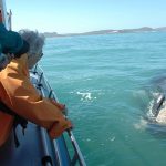 Overberg Whale Viewing