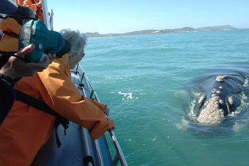 Overberg Whale Viewing