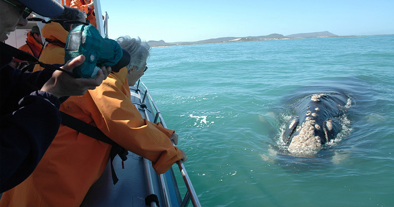 Overberg Whale Viewing