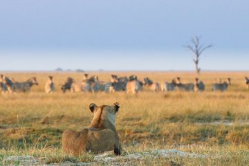 Chobe Game Lodge - Game Viewing