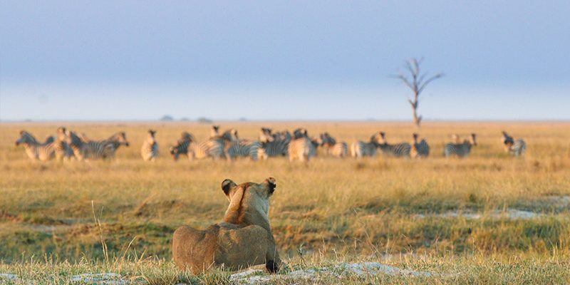 Chobe Game Lodge - Game Viewing