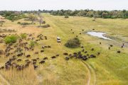 Botwsana Buffalo Game Viewing