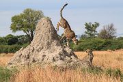 Moremi Game Reserve Cheetah Viewing