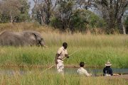 Moremi Game Viewing