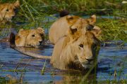 Okavango Lion