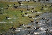 Okavango Delta