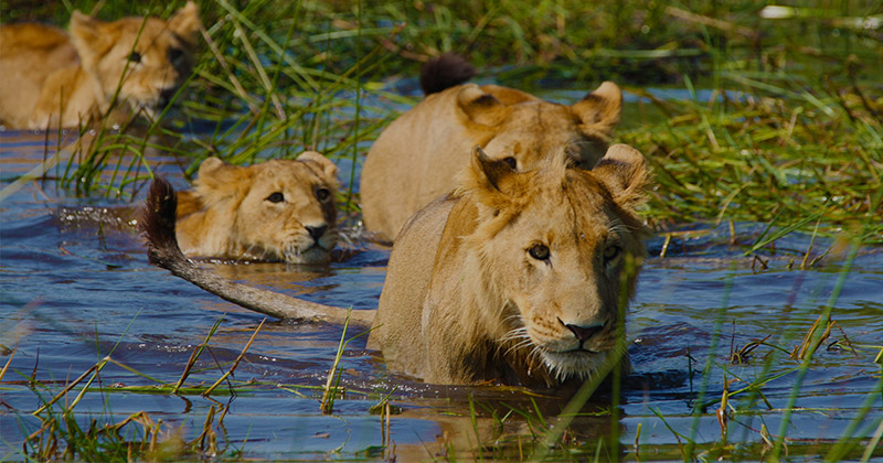 Okavango Lion