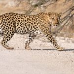 Namibia Etosha leopard