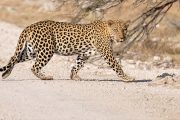 Namibia Etosha leopard