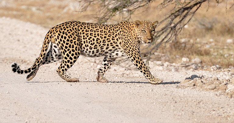 Namibia Etosha leopard
