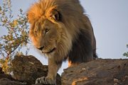 Namibia Etosha lion