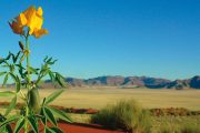 Namibia Kalahari flower