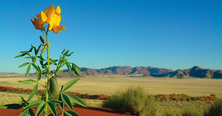 Namibia Kalahari flower