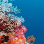 Seychelles diving