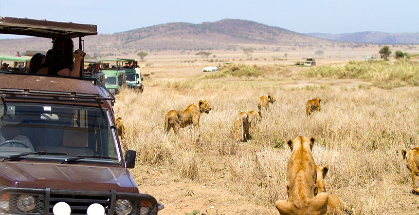 african-safari-drive