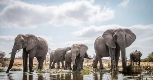 Big Five, Elephant