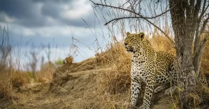 Big Five, Leopard